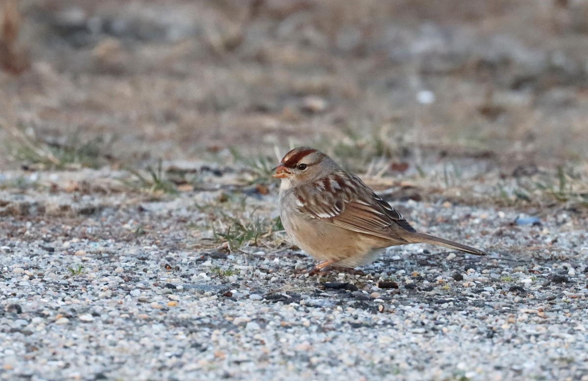 Bruant à couronne blanche - ML615810368