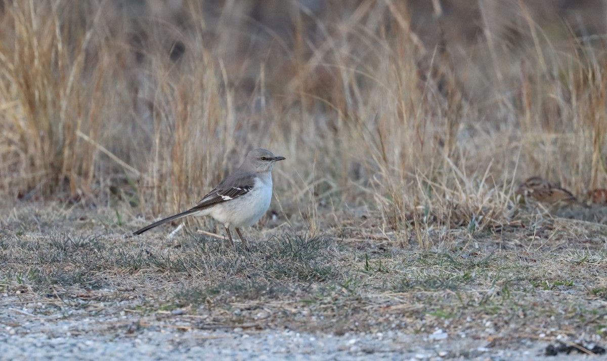 Northern Mockingbird - ML615810377