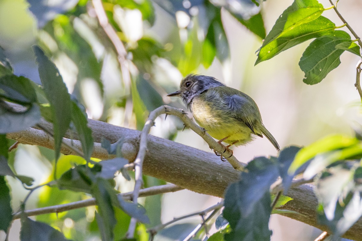 Eared Pygmy-Tyrant - Charlie Bostwick