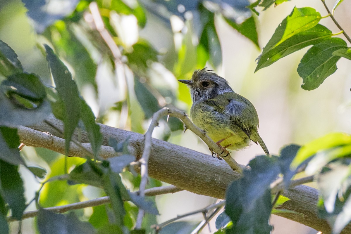 Eared Pygmy-Tyrant - Charlie Bostwick