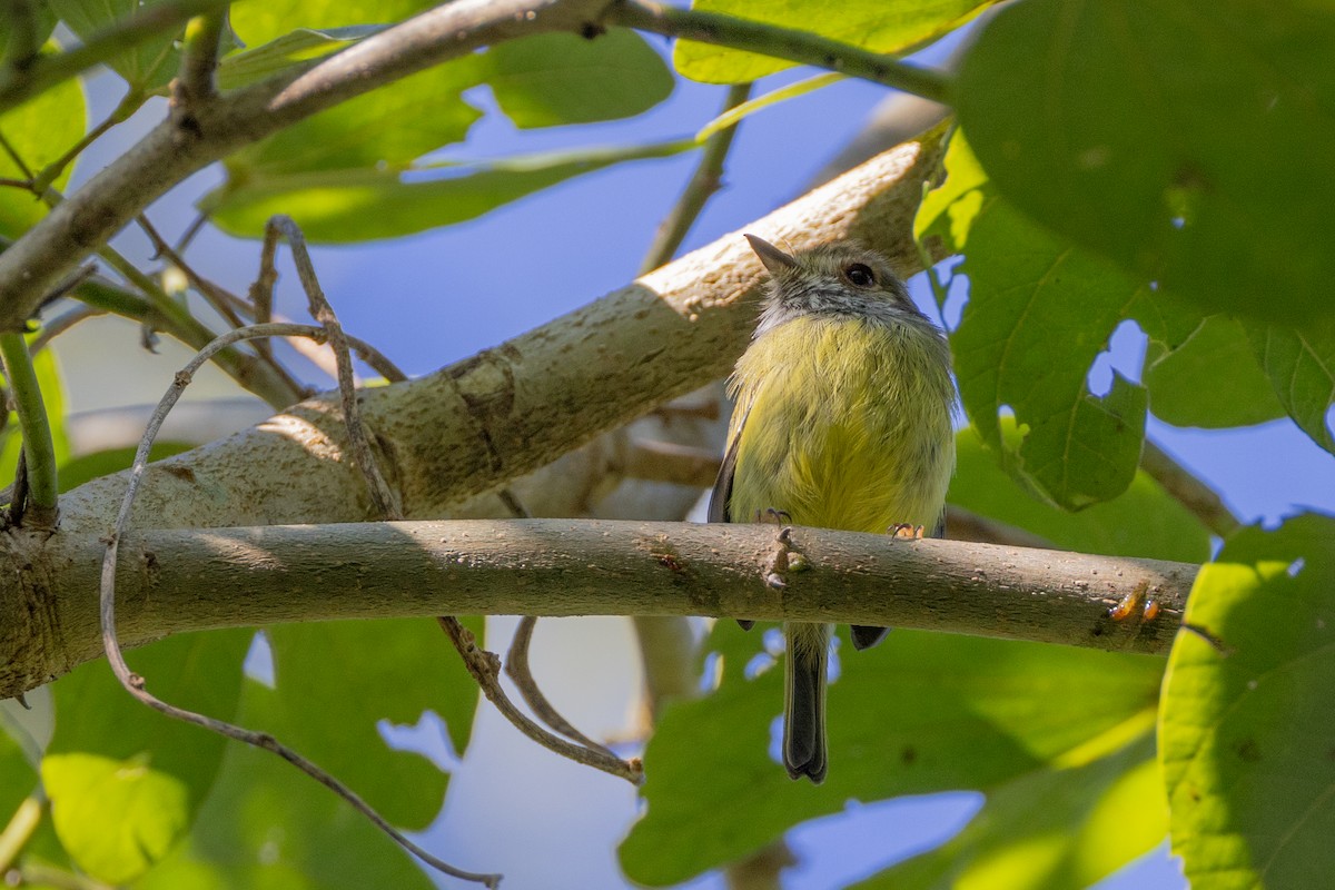 Eared Pygmy-Tyrant - Charlie Bostwick