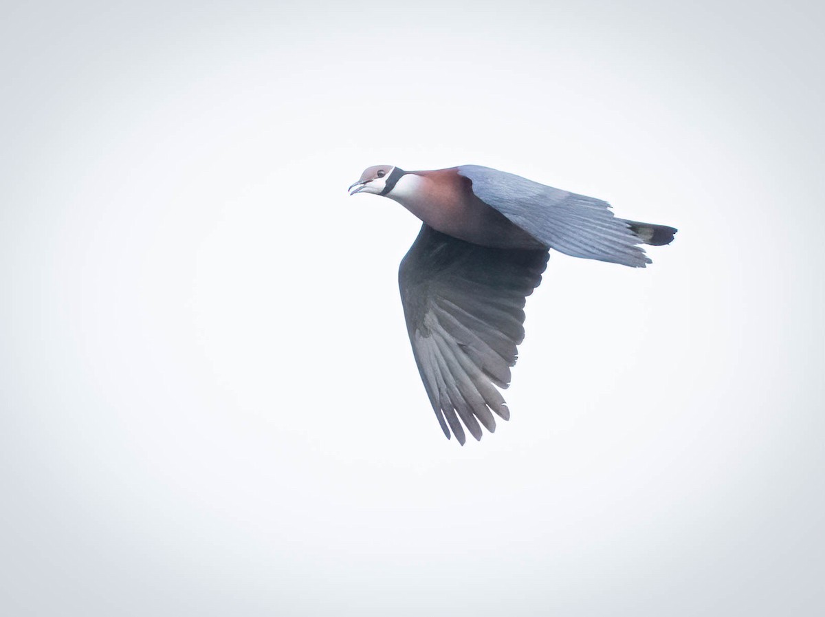 Collared Imperial-Pigeon - Tanya Hattingh