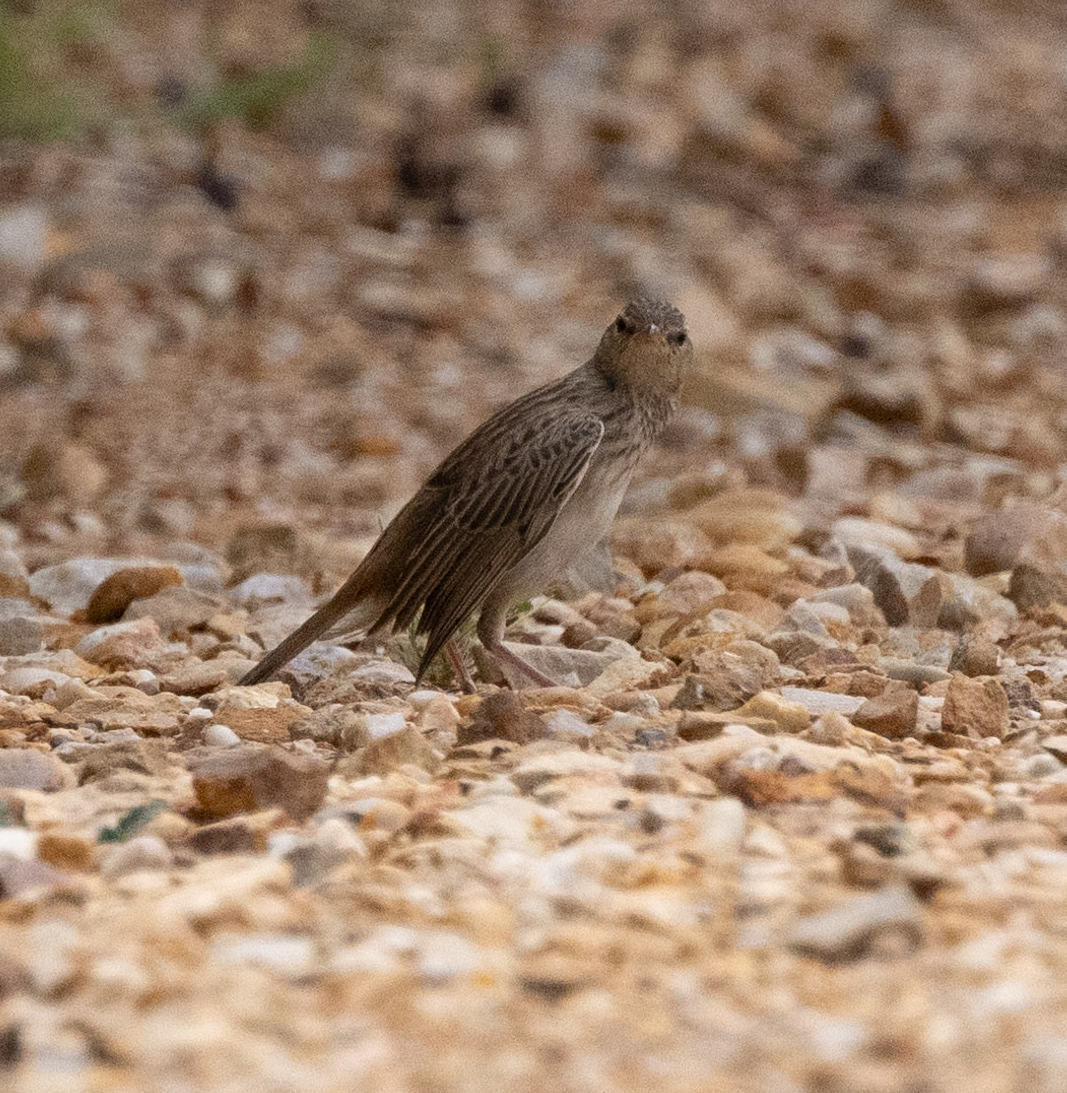 Rufous Songlark - ML615810408