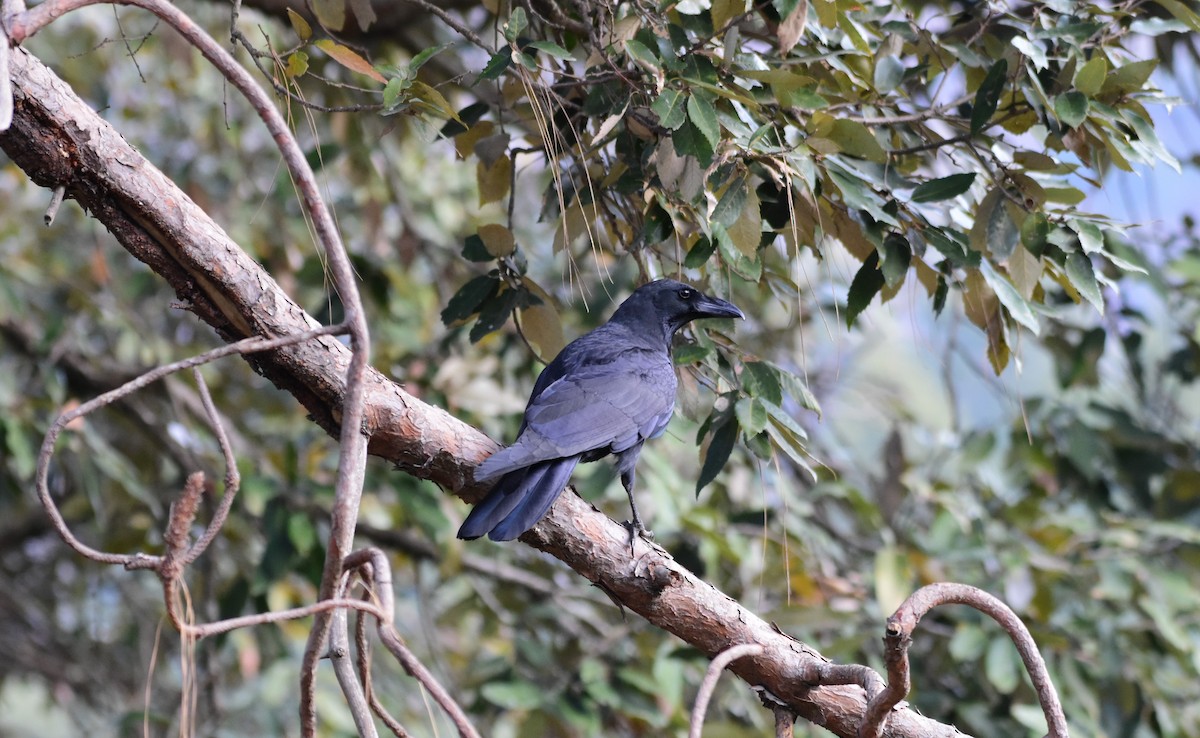 Corbeau à gros bec - ML615810412