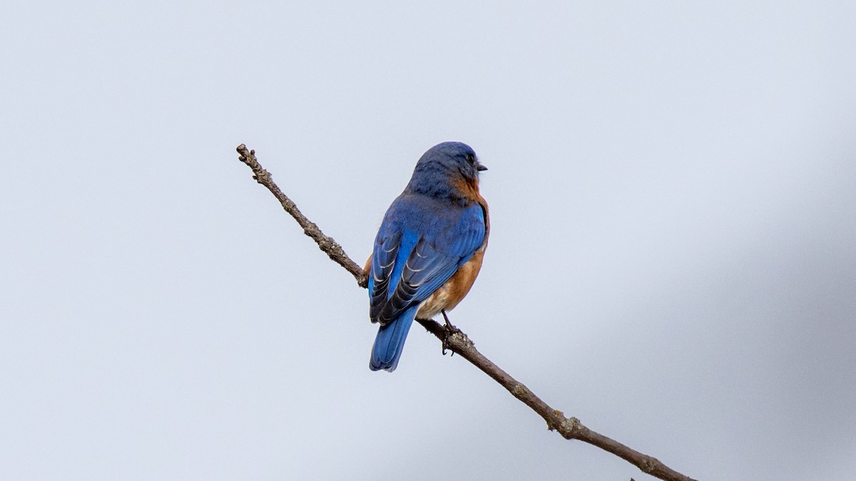 Eastern Bluebird - ML615810517