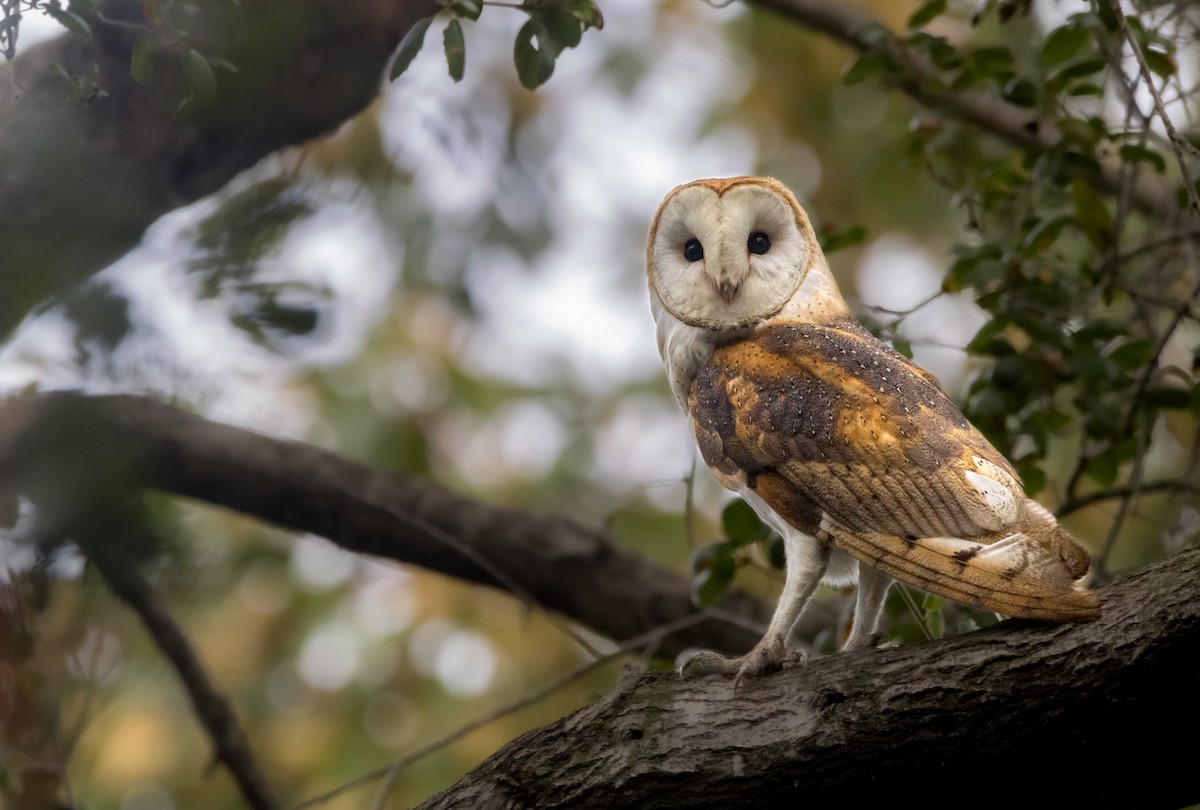 Barn Owl - ML615810543