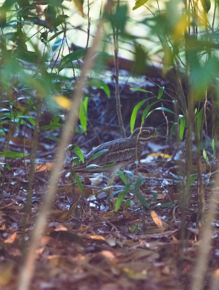 Indian Thick-knee - ML615810599