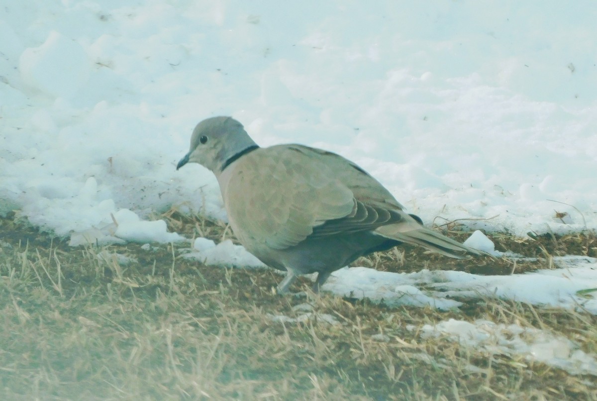 Eurasian Collared-Dove - ML615810666