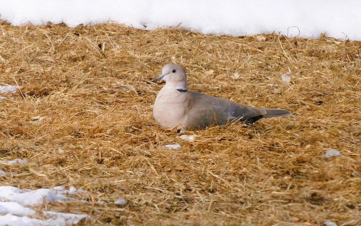 Eurasian Collared-Dove - ML615810673