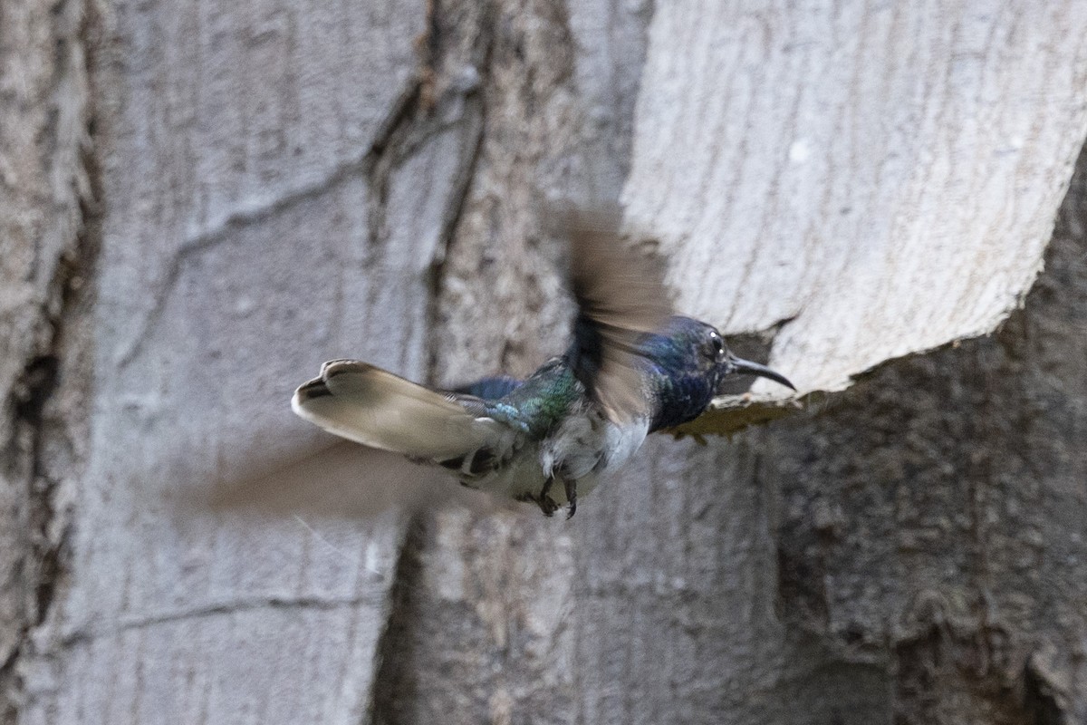 kolibřík bělokrký - ML615810674