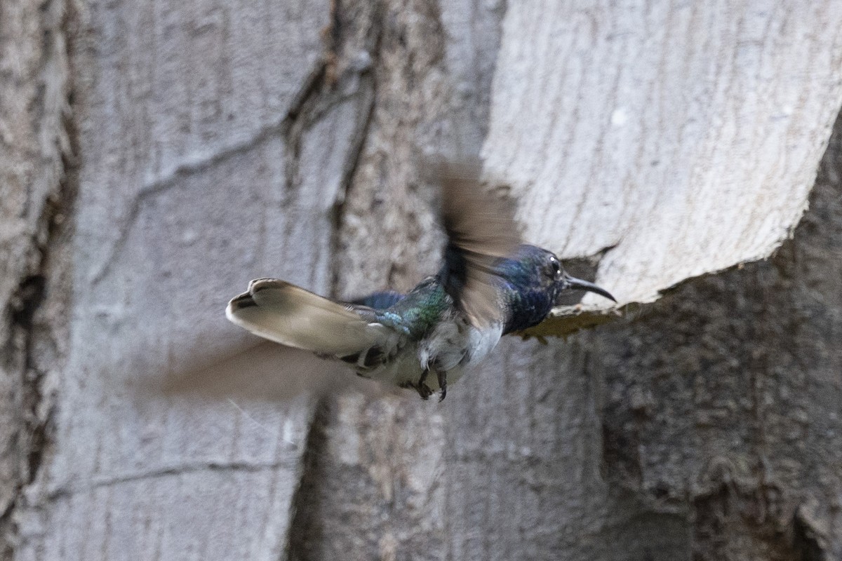 White-necked Jacobin - ML615810674