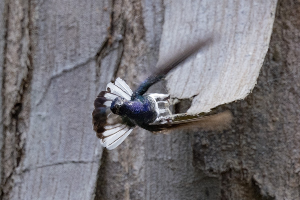 White-necked Jacobin - ML615810675