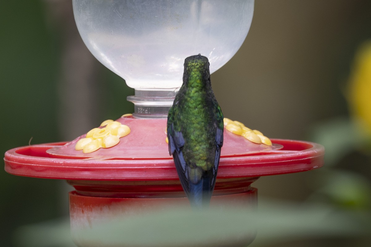 kolibrík ocelovořitý - ML615810678