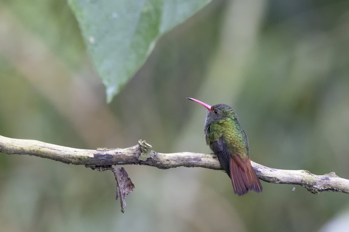 Rufous-tailed Hummingbird - Loni Ye