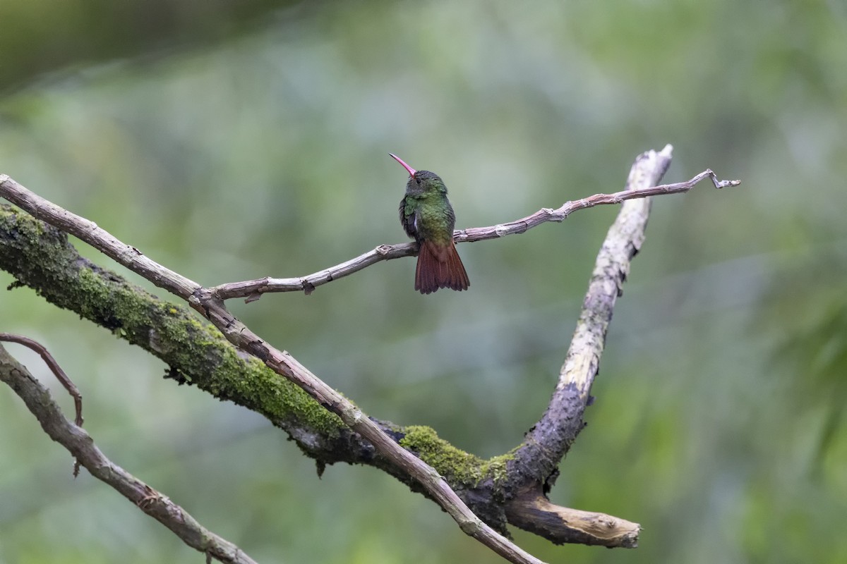 Rufous-tailed Hummingbird - Loni Ye