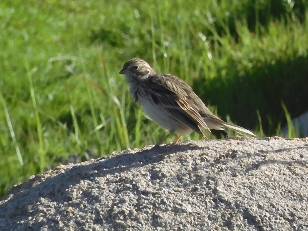 Vesper Sparrow - ML615810708