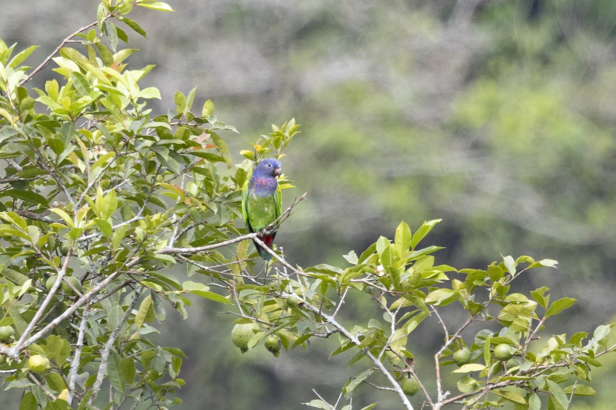 Blue-headed Parrot - ML615810719