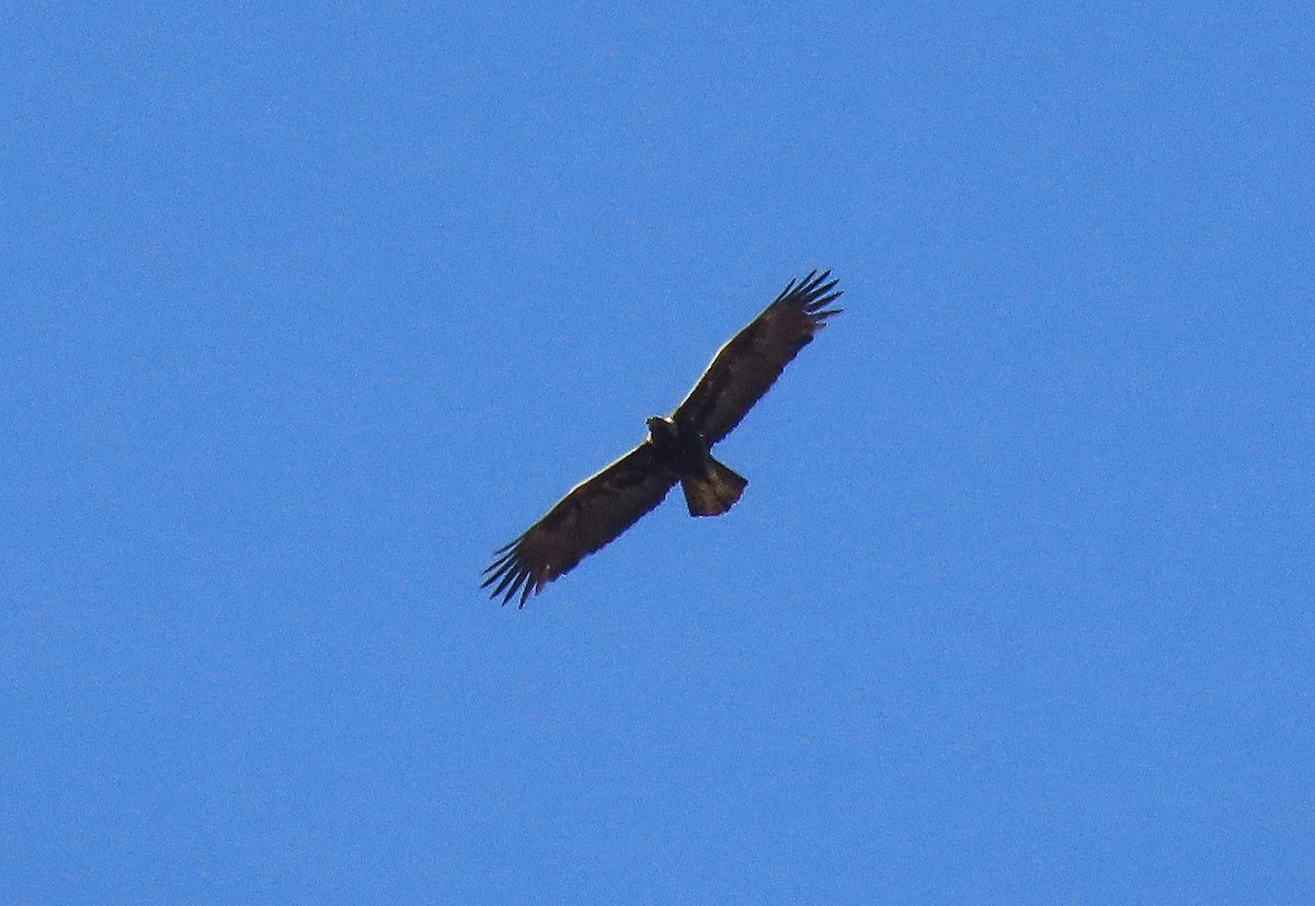 Golden Eagle - ML615810721