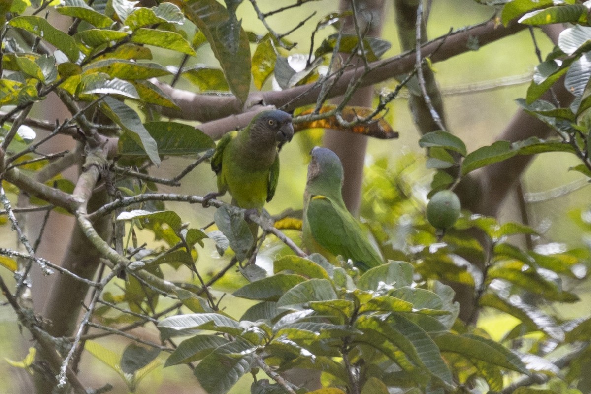 Aratinga Pertinaz - ML615810732