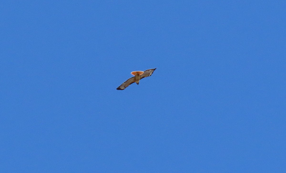 Red-tailed Hawk - Terri Osborn