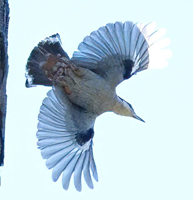 Giant Nuthatch - ML615810841