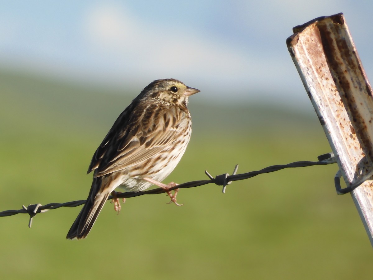 Savannah Sparrow - ML615810844