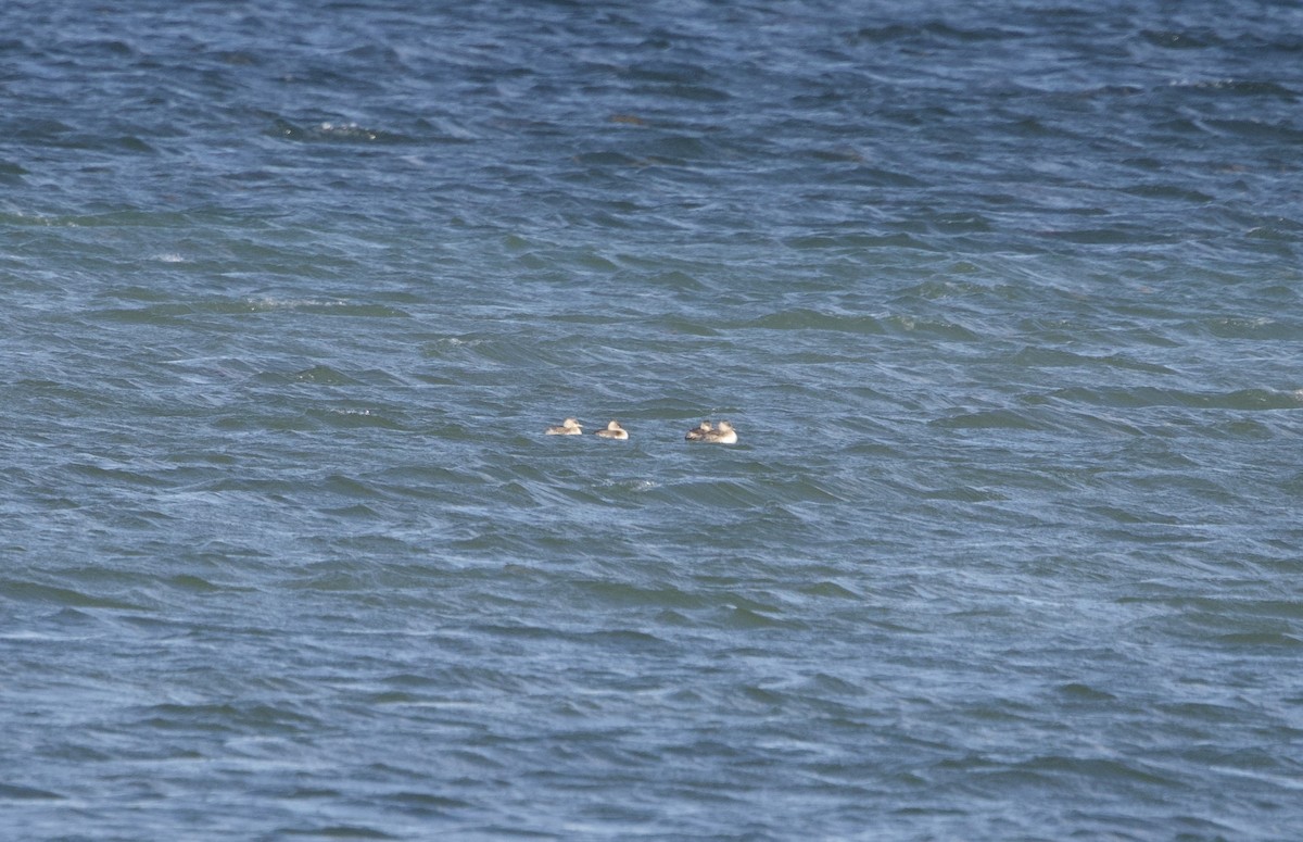 Australasian/Hoary-headed Grebe - ML615810853