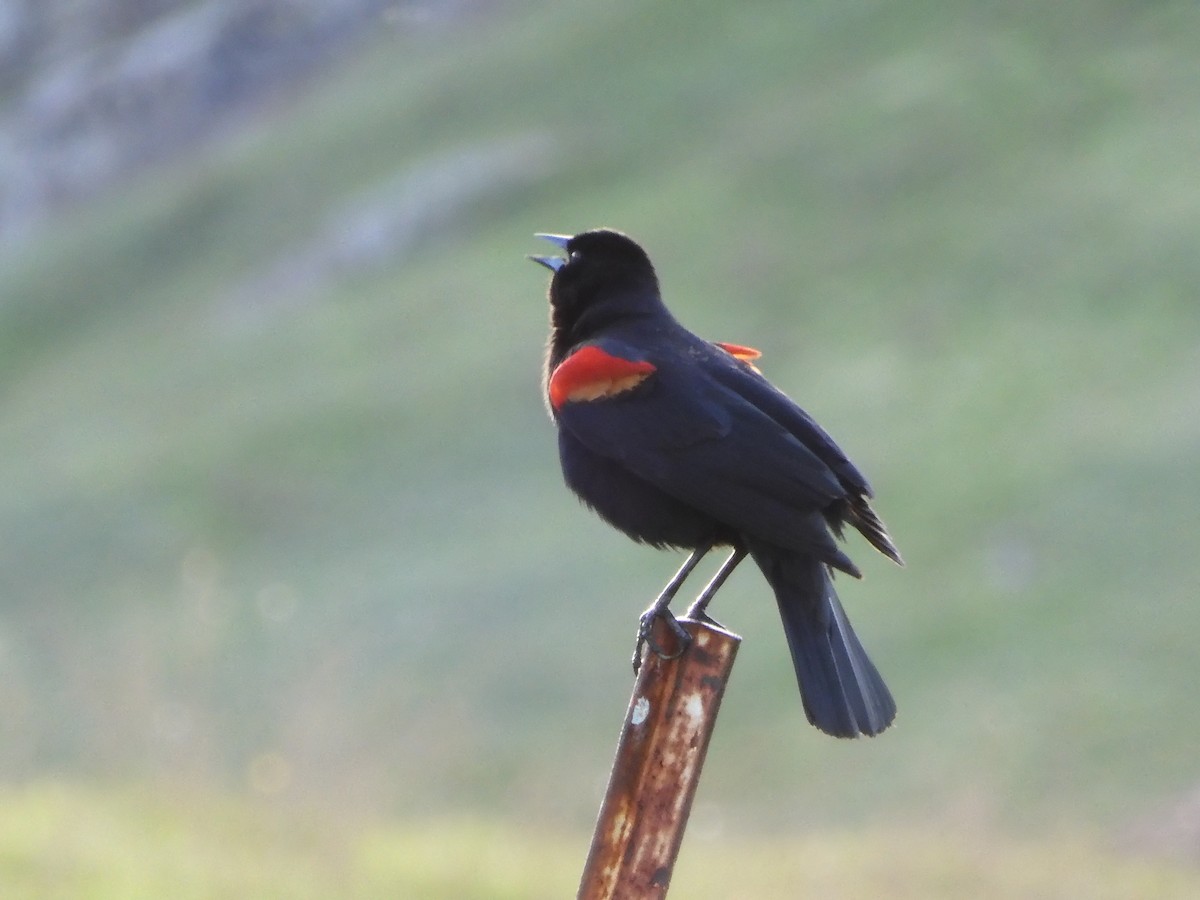 Red-winged Blackbird - ML615810882
