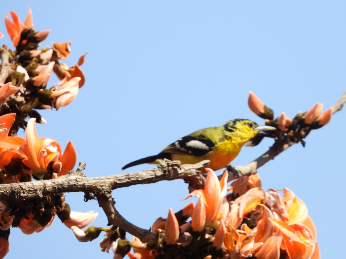 Common Iora - Abhilash Bire