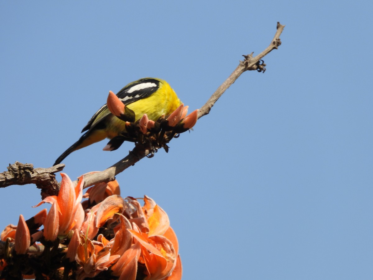 Common Iora - Abhilash Bire