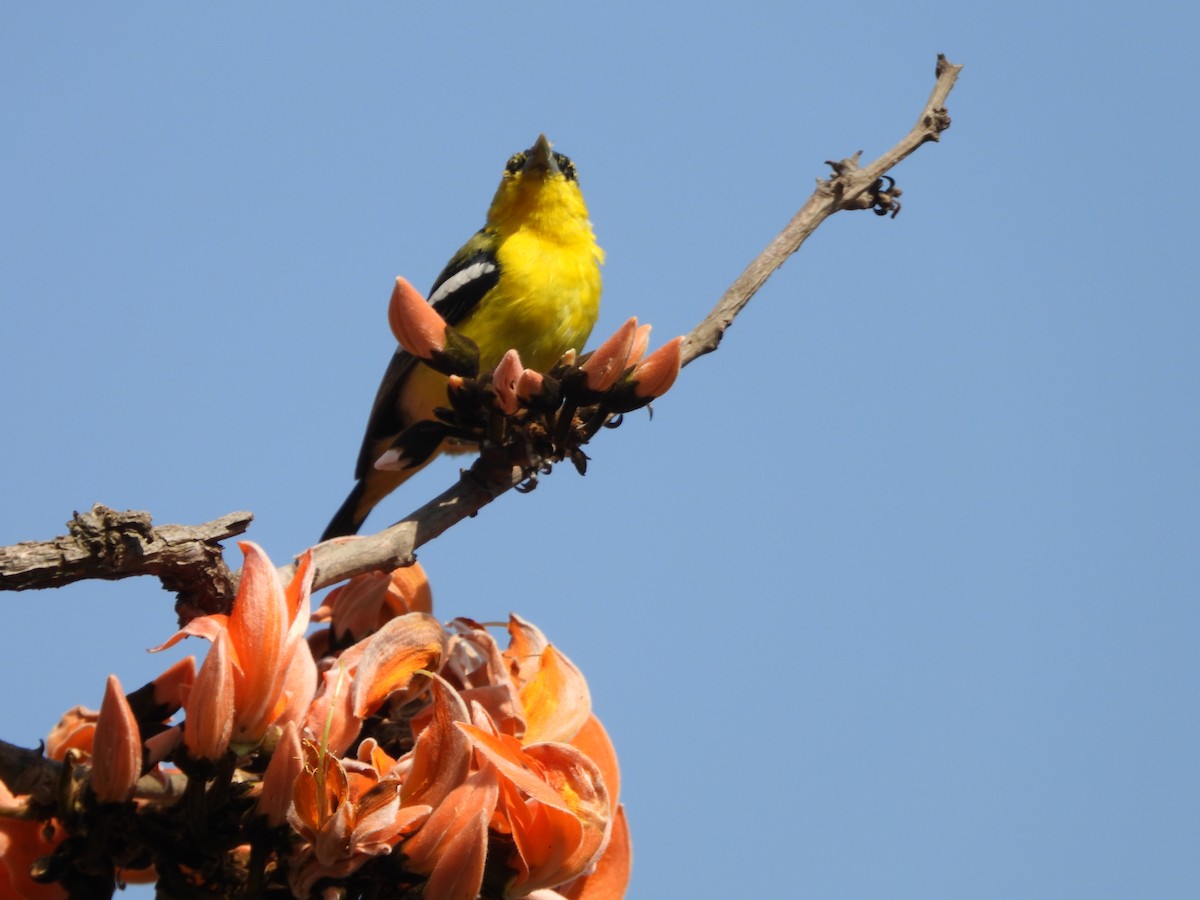 Common Iora - Abhilash Bire