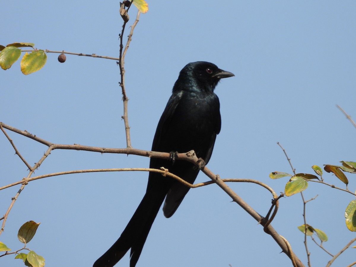 Black Drongo - ML615810941