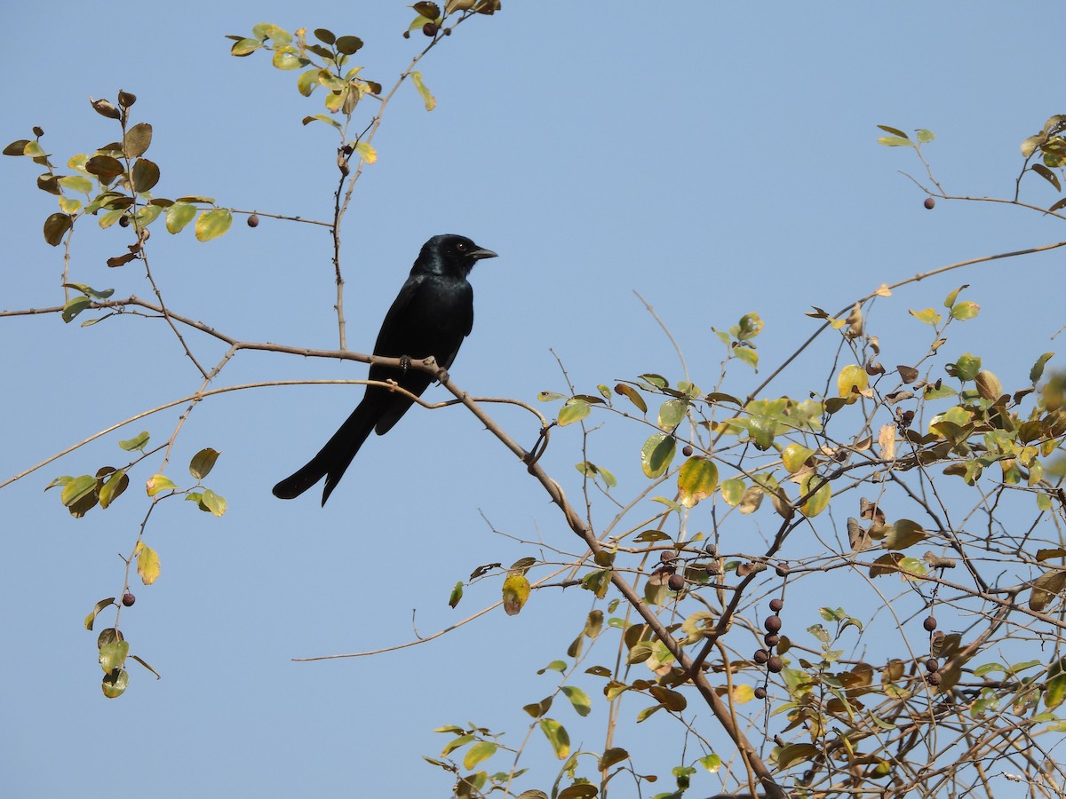 Black Drongo - ML615810942