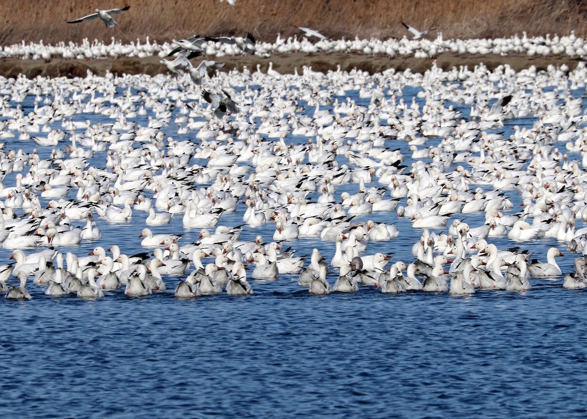 Snow Goose - ML615810945