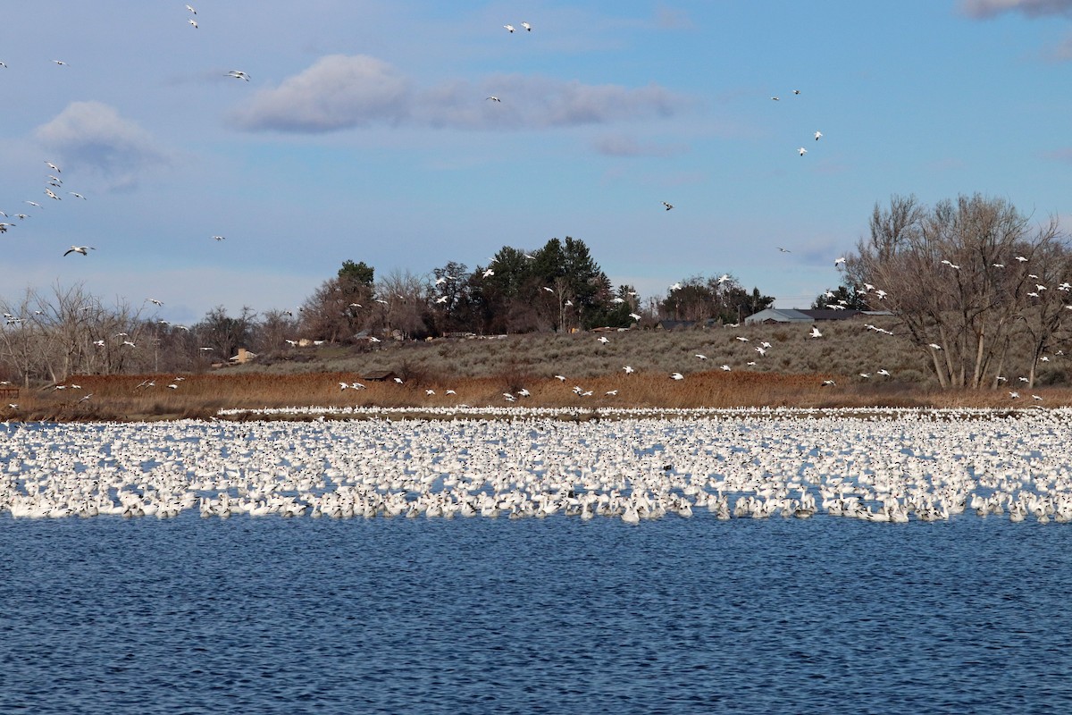 Snow Goose - ML615810946