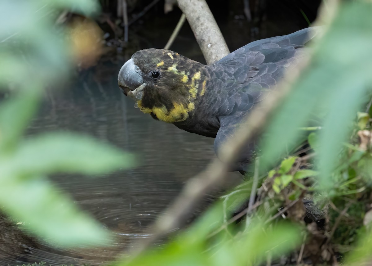 Cacatúa Lustrosa - ML615810951