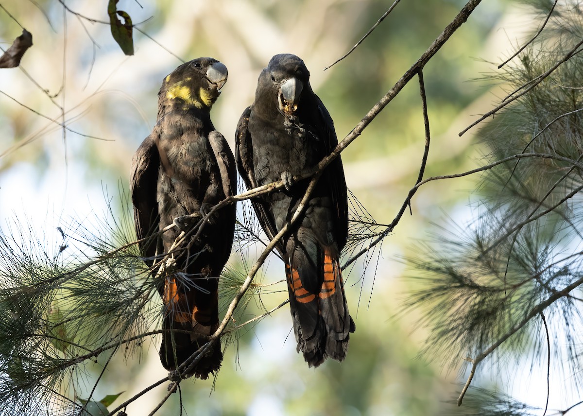 Glossy Black-Cockatoo - ML615810952