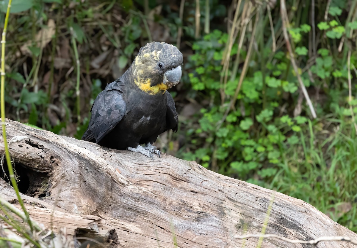 Cacatúa Lustrosa - ML615810953