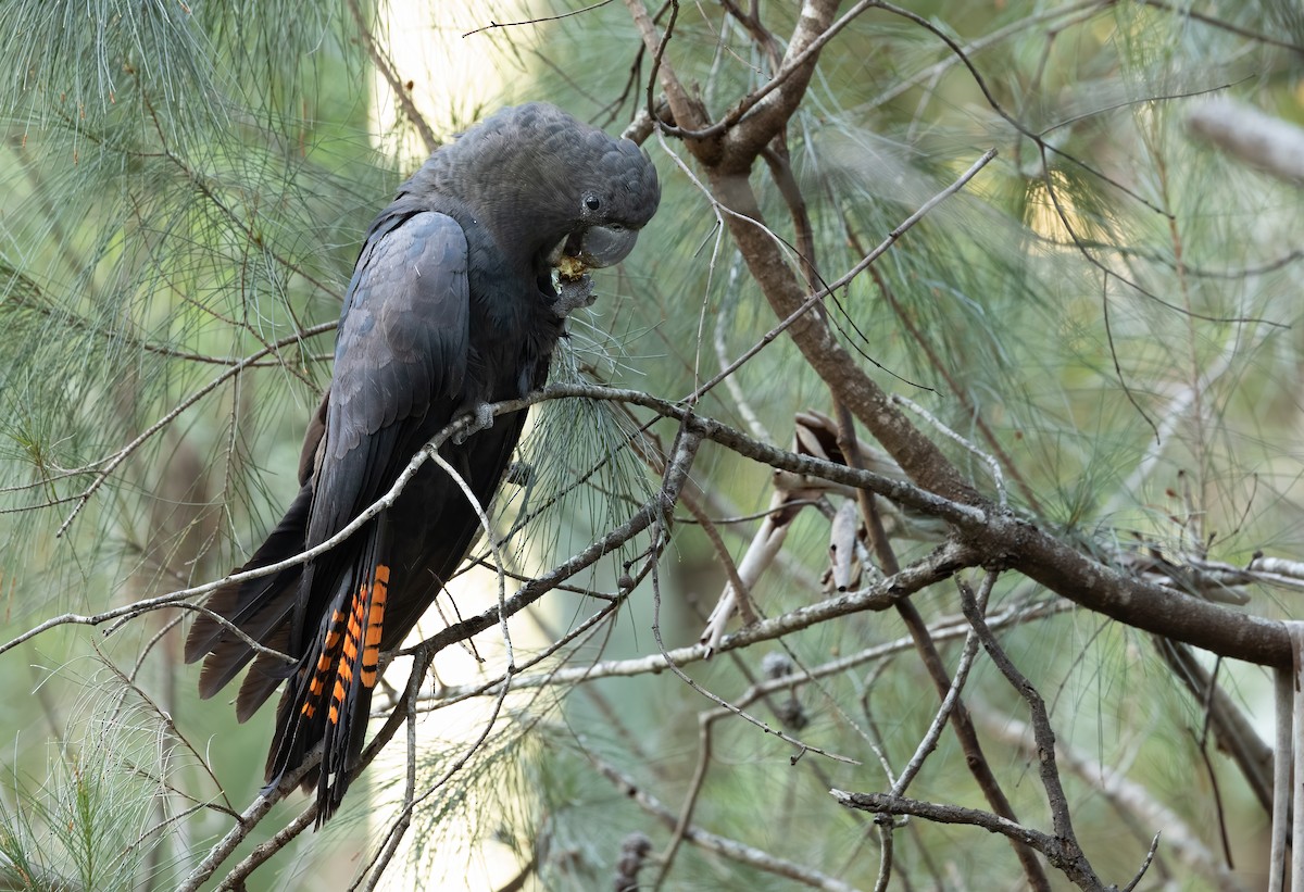 Cacatúa Lustrosa - ML615810954