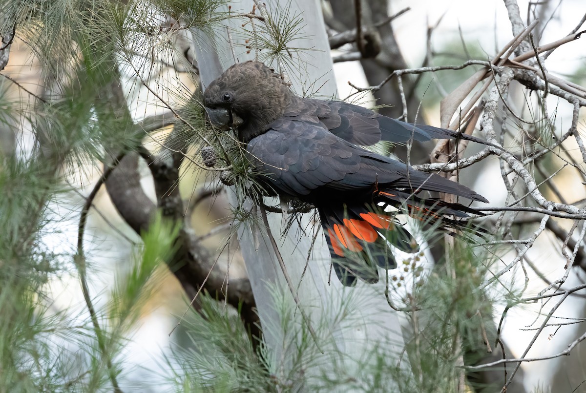 Glossy Black-Cockatoo - ML615810955