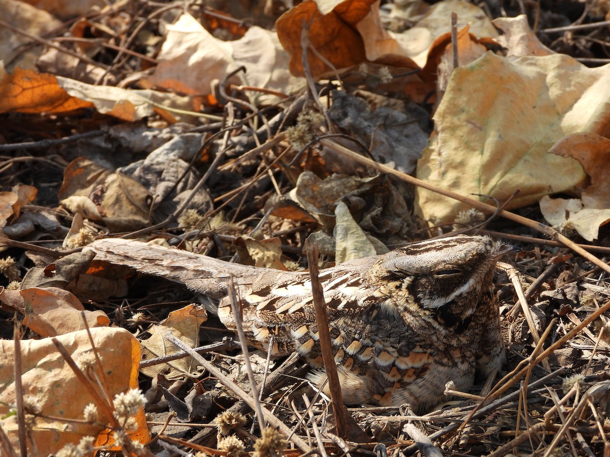 Indian Nightjar - ML615810960