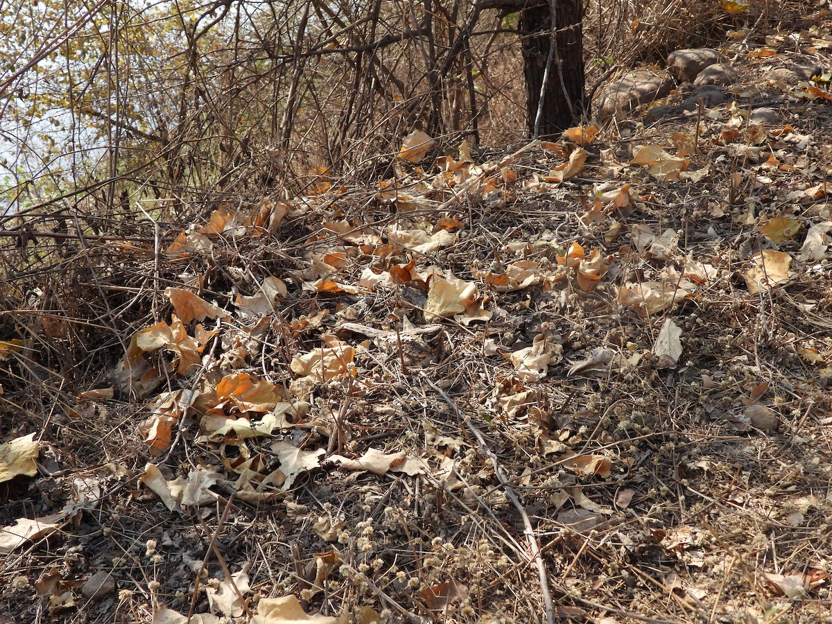 Indian Nightjar - ML615810961