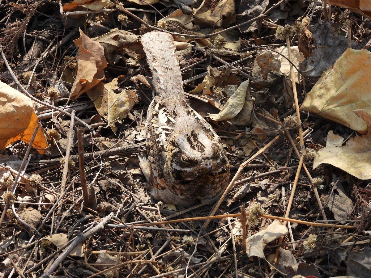 Indian Nightjar - ML615810962