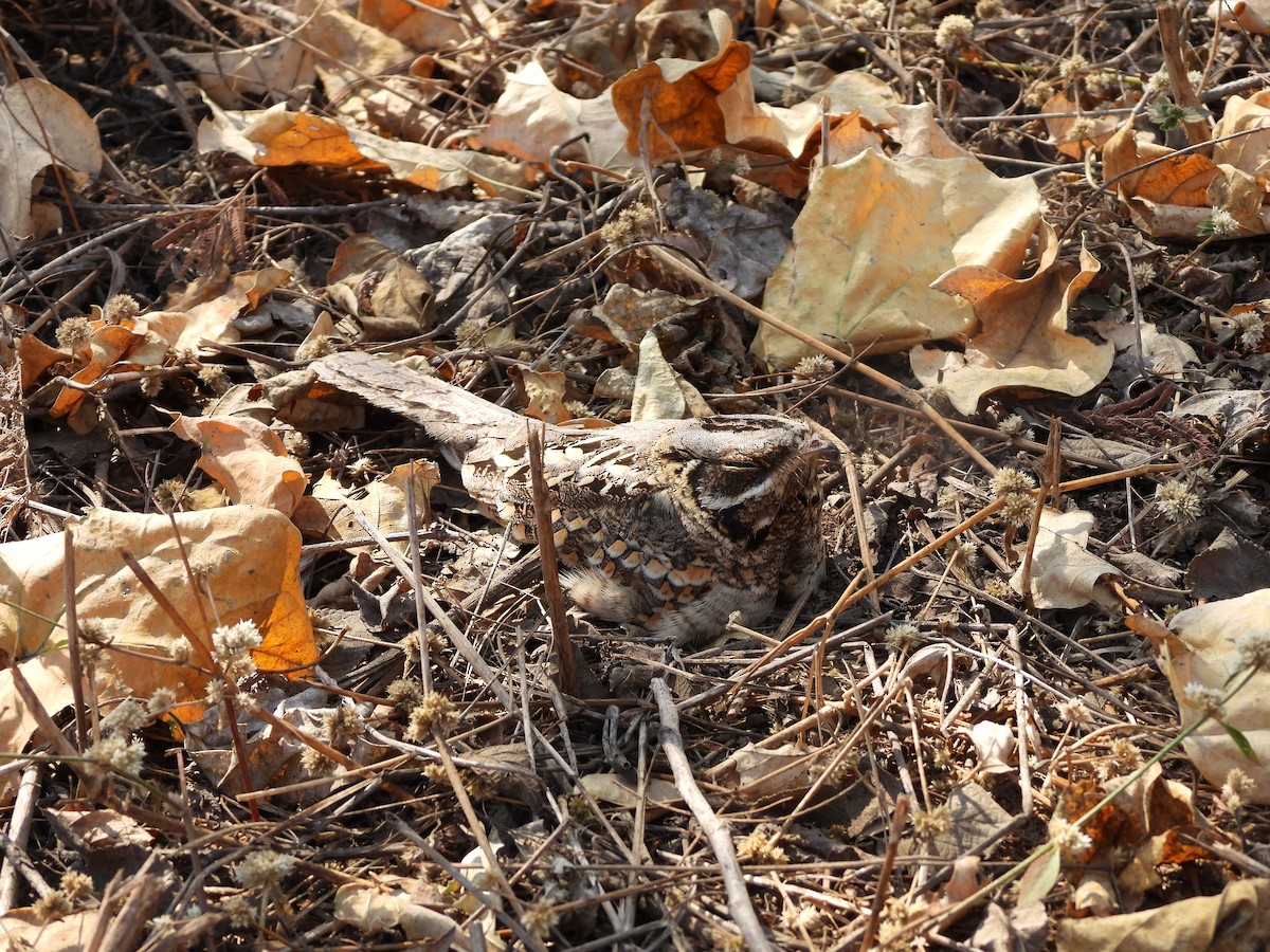 Indian Nightjar - Abhilash Bire