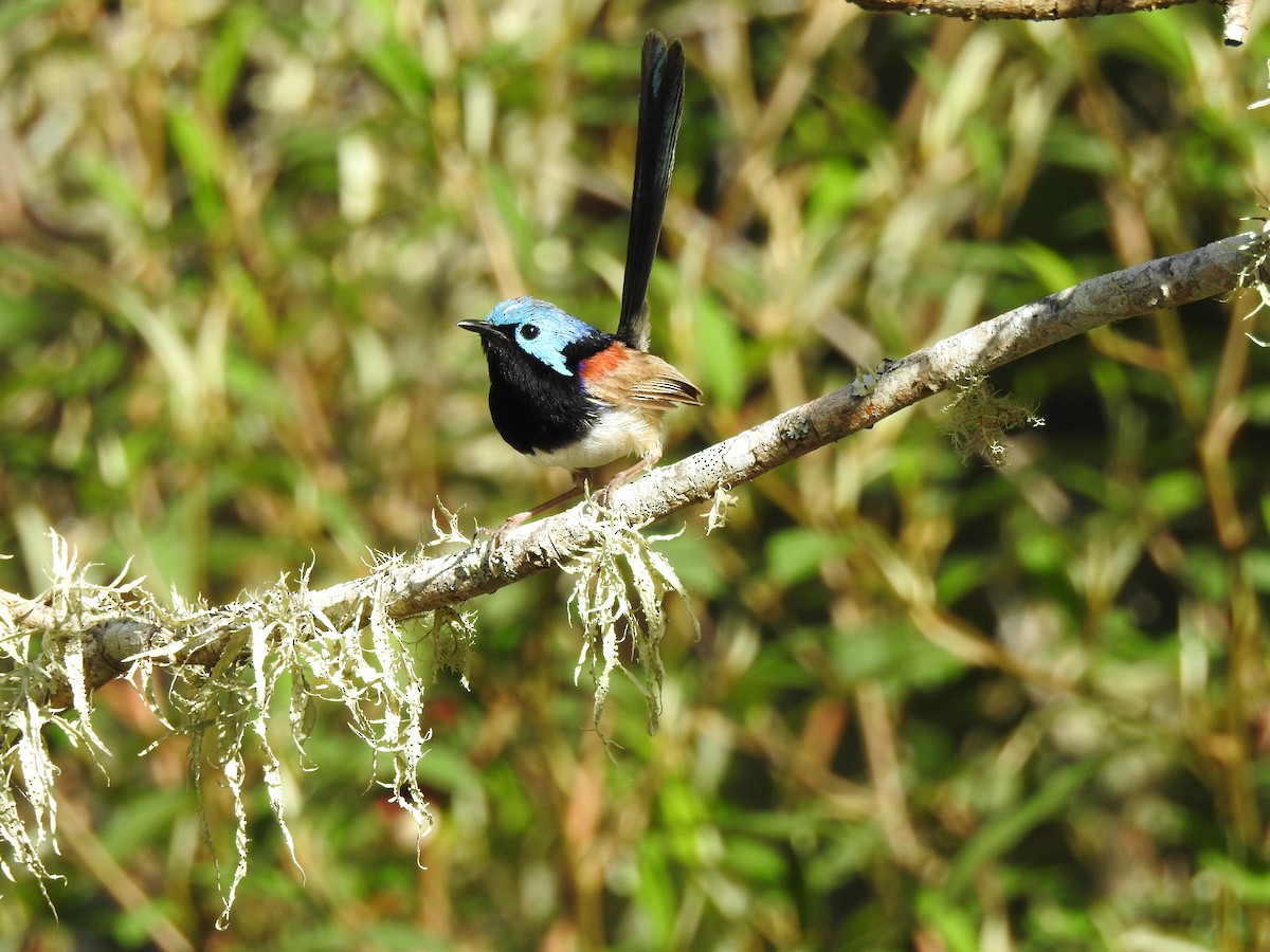 Variegated Fairywren - ML615810976