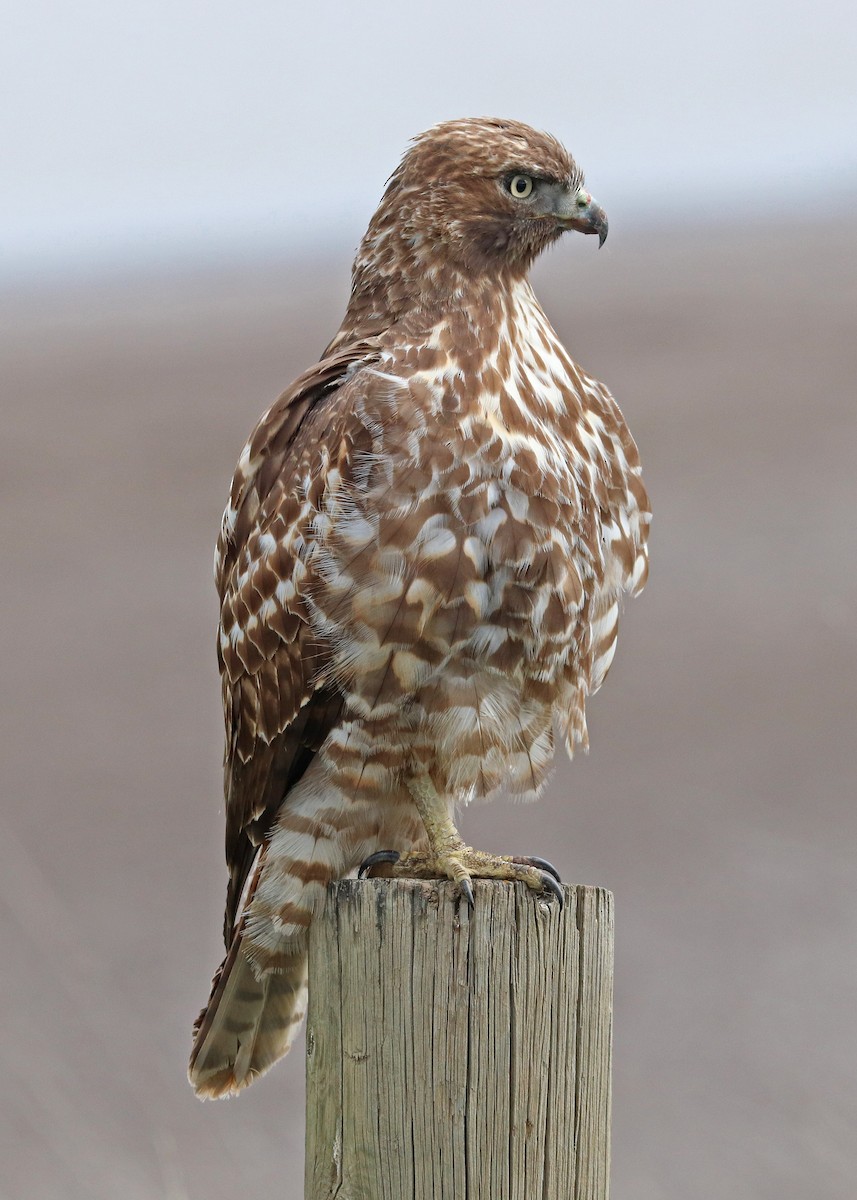 Red-tailed Hawk - ML615810984