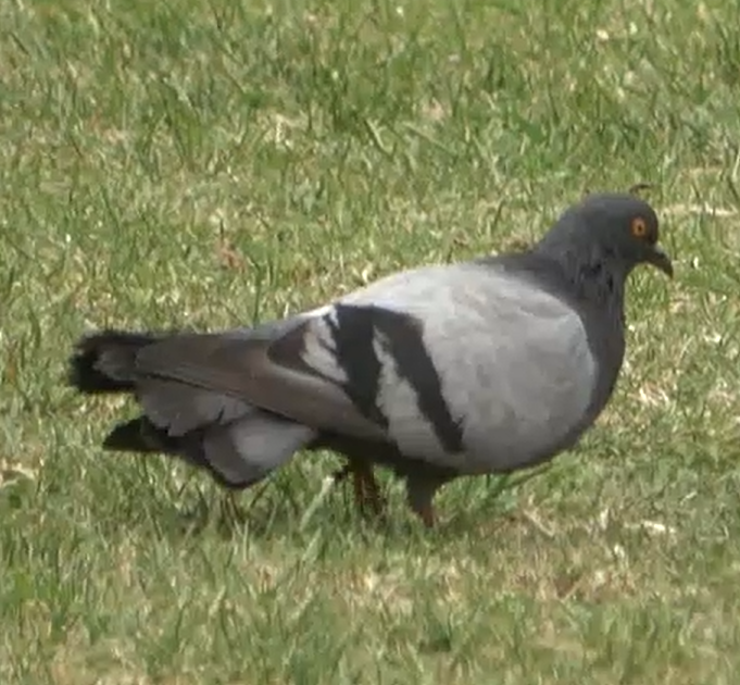 Сизый голубь (Одомашненного типа) - ML615810990