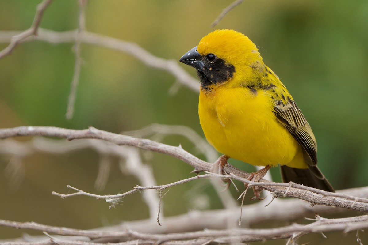 Asian Golden Weaver - ML615811003