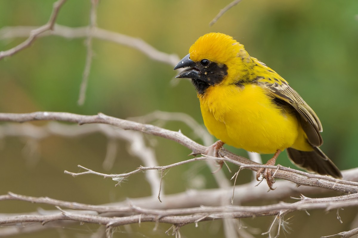 Asian Golden Weaver - ML615811004