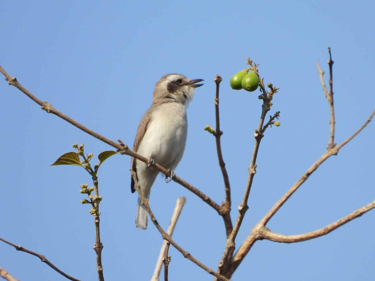 Common Woodshrike - Abhilash Bire